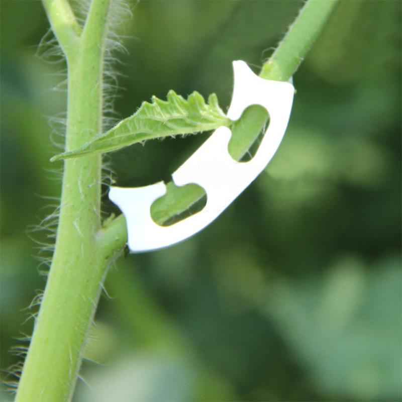 50/100pcs Botany-stem Vine Str - огляд і ціна Gardening Tools Bundle